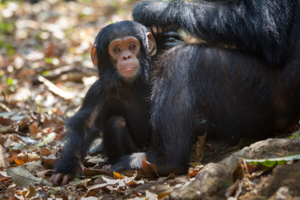 chimpanzé