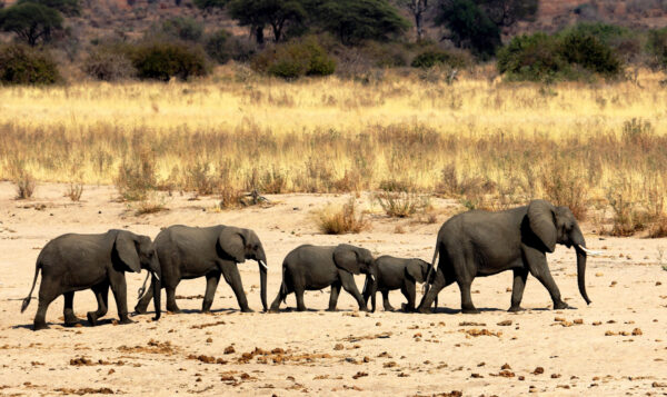 éléphant