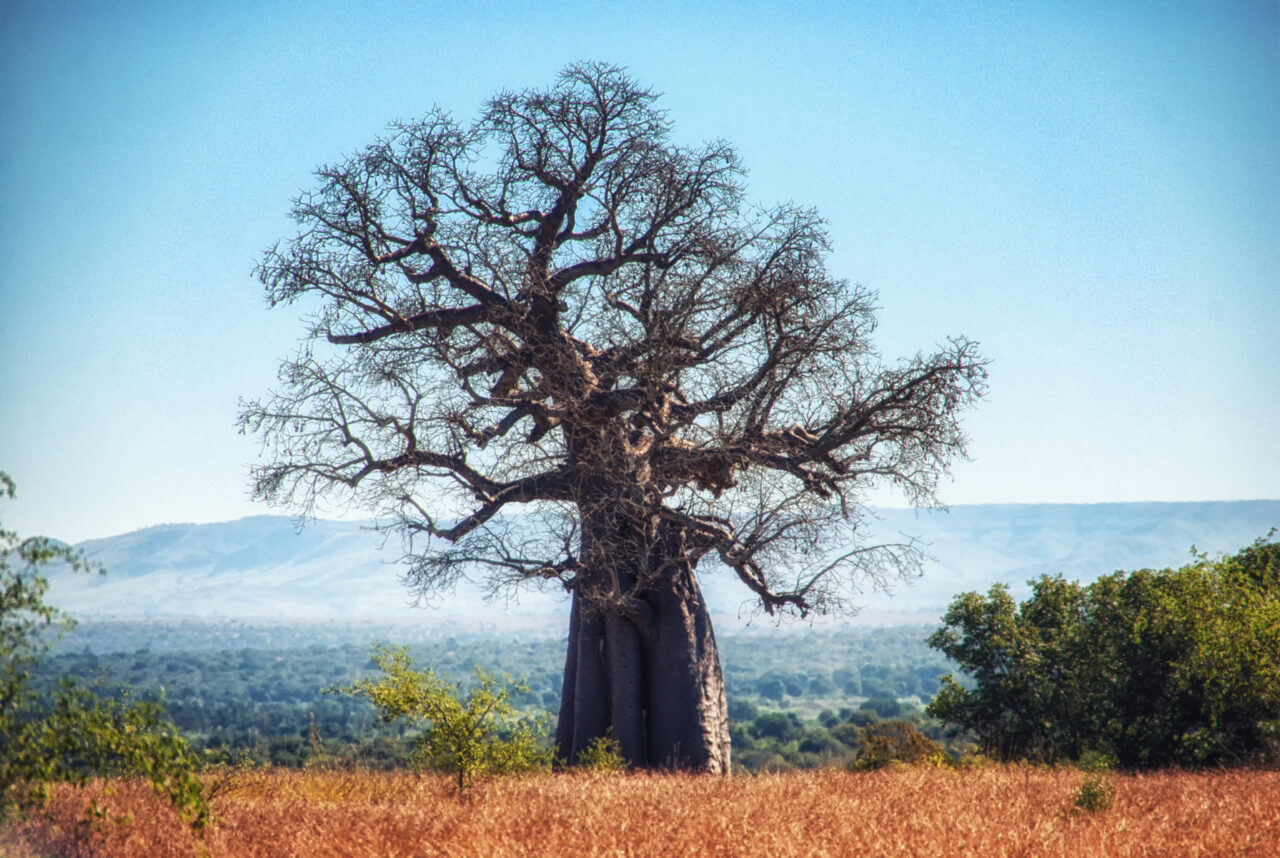 Safari en Tanzanie