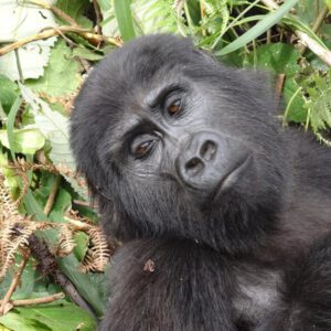 Safari en Ouganda