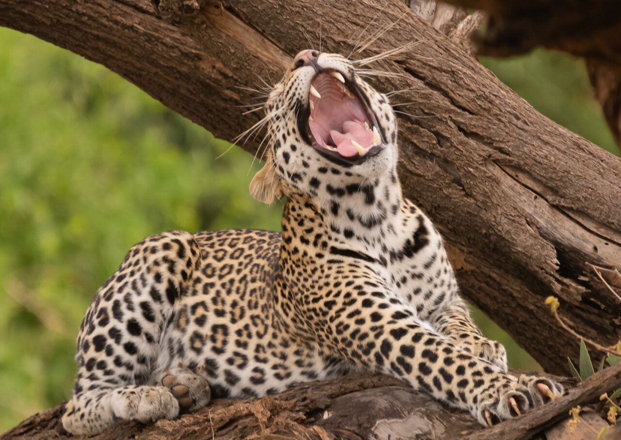 Safari haut de gamme au Kenya