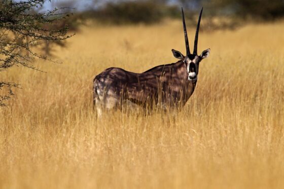 Oryx-beisa-safari-kenya