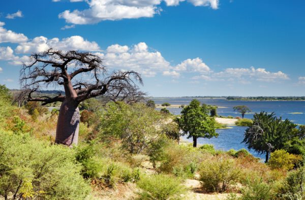 Riviere-Chobe-safari