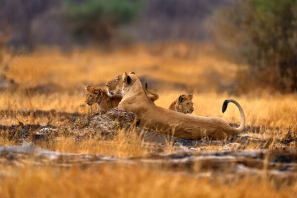 Safari d’exception au Botswana