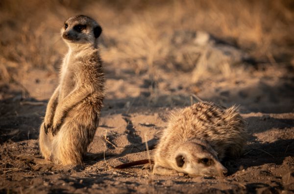 Safari-Botswana-Suricate