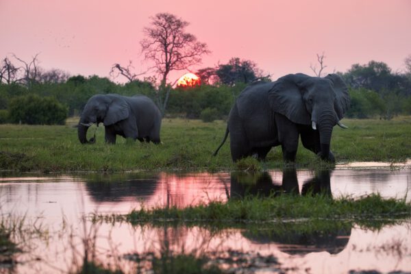 Safari-Delta-Okavango