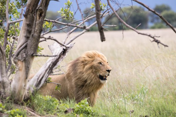safari moremi Botswana
