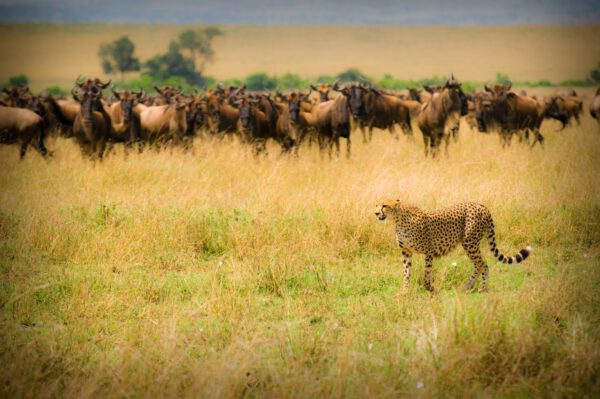 safari masai mara