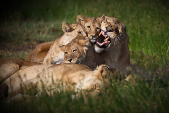 Famille de lions reposant dans la savane lors d'un safari en Tanzanie