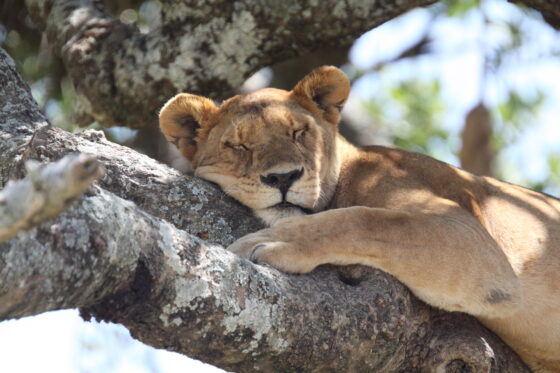 Safari à Ndutu, lion dans les arbres