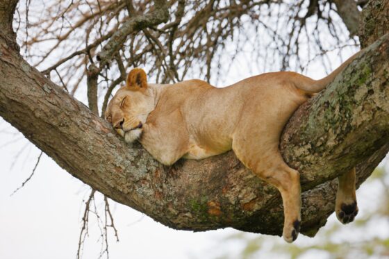 Lionne perchée dans les arbres à Ndutu