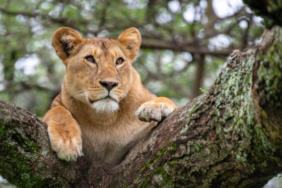 Lions perchés dans un arbre à Ndutu, Tanzanie