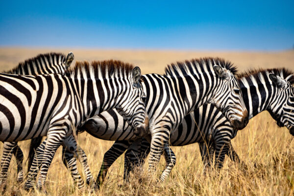 Voyager en Tanzanie avec des enfants