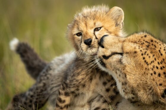 Guépard avec son bébé lors d'un safari en Tanzanie