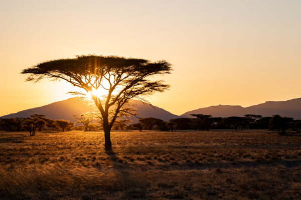 Safari de 15 jours au Kenya : entre grands espaces et douceur de l’océan