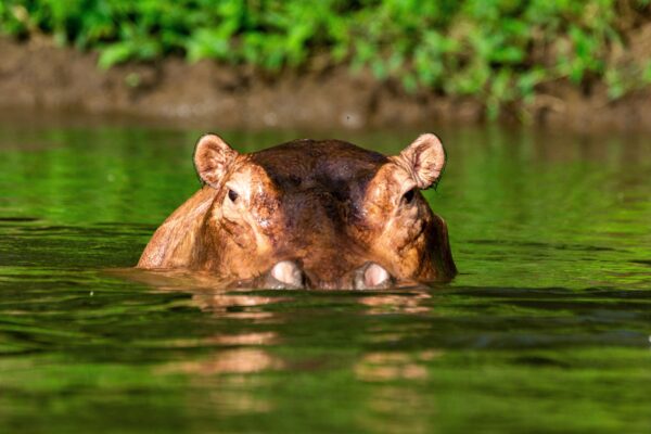 Safari en Zambie : Lower Zambezi & South Luangwa, deux parcs d’exception