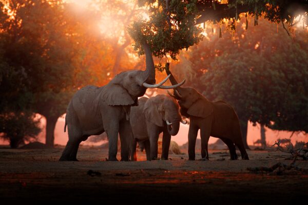 Safari au Zimbabwe : des plaines de Hwange aux rives du Zambèze
