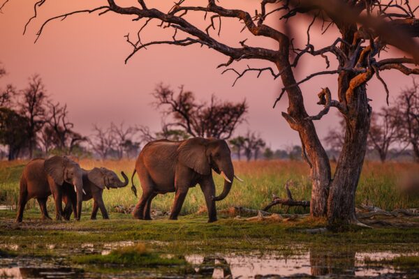 Chutes Victoria & Botswana : entre immersion, safari mobile et camps de charme